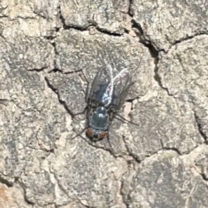 Calliphoridae (family) at Russell, ACT - 16 Oct 2023