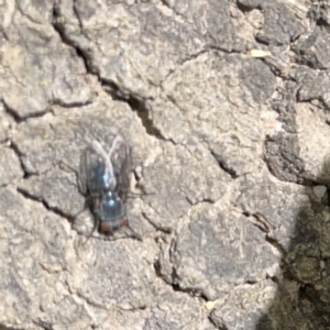 Calliphoridae (family) at Russell, ACT - 16 Oct 2023