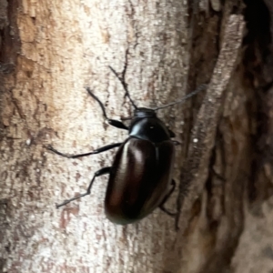 Chalcopteroides cupripennis at Russell, ACT - 16 Oct 2023 04:18 PM