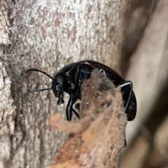 Chalcopteroides cupripennis at Russell, ACT - 16 Oct 2023 04:18 PM