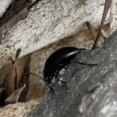 Chalcopteroides cupripennis at Russell, ACT - 16 Oct 2023