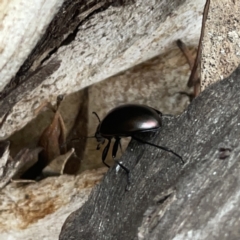 Chalcopteroides cupripennis at Russell, ACT - 16 Oct 2023 04:18 PM