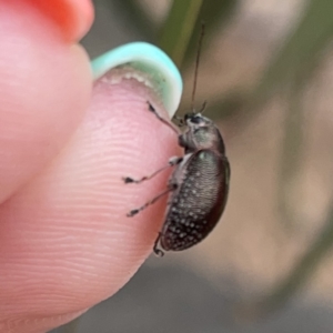 Edusella sp. (genus) at Russell, ACT - 16 Oct 2023