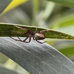 Salsa fuliginata at Russell, ACT - 16 Oct 2023 04:22 PM