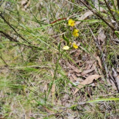 Diuris nigromontana at Bruce, ACT - 17 Oct 2023