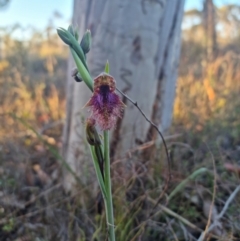 Calochilus platychilus (Purple Beard Orchid) at Bungendore, NSW - 17 Oct 2023 by clarehoneydove