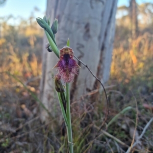 Calochilus platychilus at Bungendore, NSW - suppressed