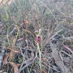 Calochilus platychilus at Bungendore, NSW - suppressed