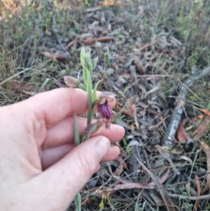 Calochilus platychilus at Bungendore, NSW - suppressed