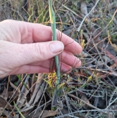 Calochilus platychilus at Bungendore, NSW - suppressed