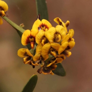 Daviesia mimosoides subsp. mimosoides at O'Connor, ACT - 15 Oct 2023