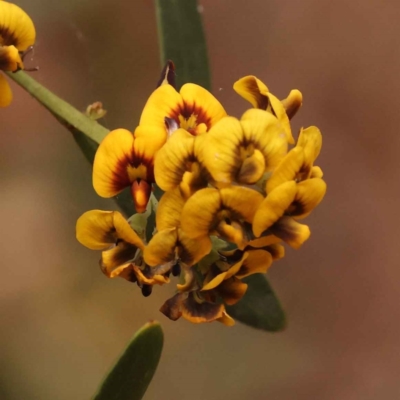 Daviesia mimosoides subsp. mimosoides at Sullivans Creek, Turner - 15 Oct 2023 by ConBoekel