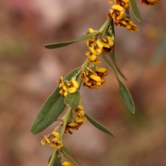 Daviesia mimosoides subsp. mimosoides at O'Connor, ACT - 15 Oct 2023