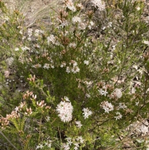 Calytrix tetragona at Canberra Central, ACT - 17 Oct 2023 10:31 AM