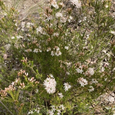 Calytrix tetragona (Common Fringe-myrtle) at Canberra Central, ACT - 16 Oct 2023 by Jenny54