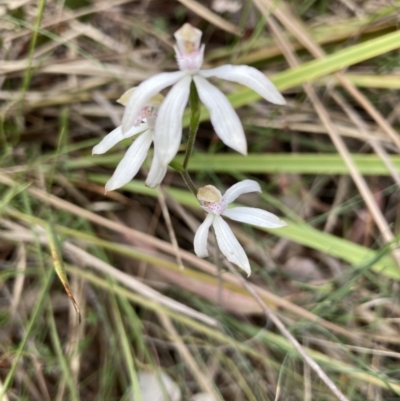 Caladenia moschata (Musky Caps) at Canberra Central, ACT - 16 Oct 2023 by Jenny54