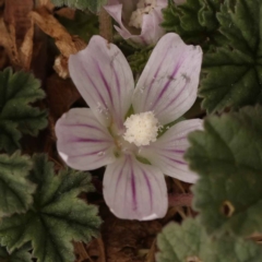 Malva neglecta (Dwarf Mallow) at Turner, ACT - 15 Oct 2023 by ConBoekel