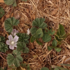 Malva neglecta at Turner, ACT - 15 Oct 2023 11:58 AM