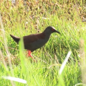 Zapornia tabuensis at Fyshwick, ACT - 15 Oct 2023 06:05 PM