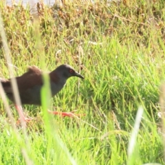 Zapornia tabuensis at Fyshwick, ACT - 15 Oct 2023 06:05 PM