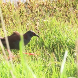 Zapornia tabuensis at Fyshwick, ACT - 15 Oct 2023 06:05 PM