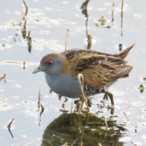 Zapornia pusilla at Fyshwick, ACT - 15 Oct 2023