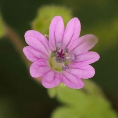 Geranium molle subsp. molle (Cranesbill Geranium) at Sullivans Creek, Turner - 15 Oct 2023 by ConBoekel