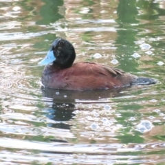 Oxyura australis (Blue-billed Duck) at Jerrabomberra Wetlands - 15 Oct 2023 by BenW