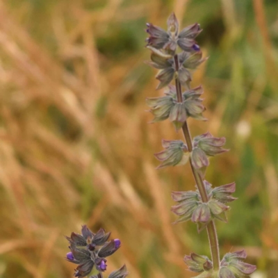 Salvia verbenaca var. verbenaca (Wild Sage) at Sullivans Creek, Turner - 15 Oct 2023 by ConBoekel