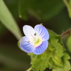 Veronica persica (Creeping Speedwell) at Turner, ACT - 15 Oct 2023 by ConBoekel