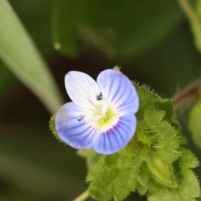 Veronica persica (Creeping Speedwell) at Sullivans Creek, Turner - 15 Oct 2023 by ConBoekel