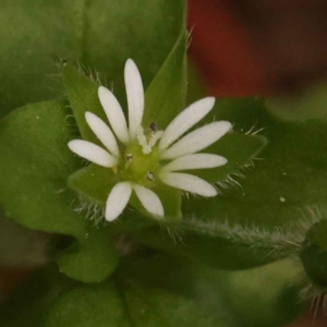 Cerastium vulgare at Turner, ACT - 15 Oct 2023