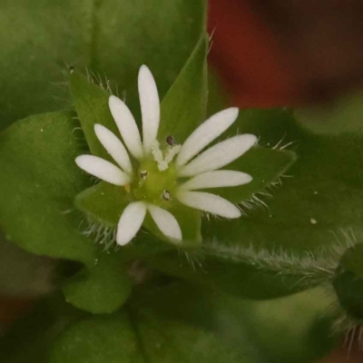 Cerastium vulgare (Mouse Ear Chickweed) at Turner, ACT - 15 Oct 2023 by ConBoekel
