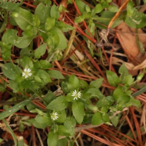 Cerastium vulgare at Turner, ACT - 15 Oct 2023