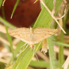 Scopula rubraria (Reddish Wave, Plantain Moth) at Sullivans Creek, Turner - 15 Oct 2023 by ConBoekel