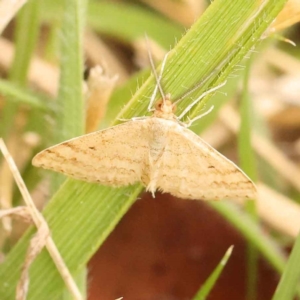 Scopula rubraria at Turner, ACT - 15 Oct 2023 12:05 PM