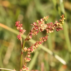 Rumex acetosella (Sheep Sorrel) at City Renewal Authority Area - 15 Oct 2023 by ConBoekel