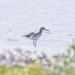 Tringa brevipes (Grey-tailed Tattler) at Swan Bay, NSW - 17 Oct 2023 by Trevor