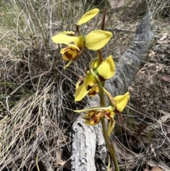 Diuris sulphurea (Tiger Orchid) at Mulligans Flat - 17 Oct 2023 by SimoneC