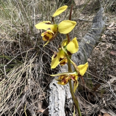Diuris sulphurea (Tiger Orchid) at Mulligans Flat - 17 Oct 2023 by SimoneC