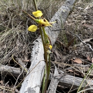 Diuris sulphurea at Gungahlin, ACT - 17 Oct 2023