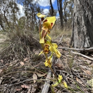 Diuris sulphurea at Gungahlin, ACT - 17 Oct 2023