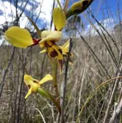 Diuris sulphurea (Tiger Orchid) at Mulligans Flat - 16 Oct 2023 by SimoneC