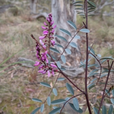 Indigofera australis subsp. australis (Australian Indigo) at Bungendore, NSW - 26 Sep 2023 by clarehoneydove