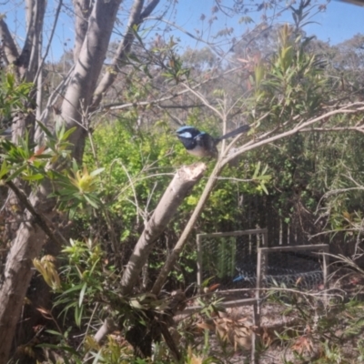 Malurus cyaneus (Superb Fairywren) at Bungendore, NSW - 17 Oct 2023 by clarehoneydove