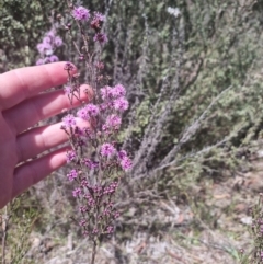 Kunzea parvifolia (Violet Kunzea) at Bungendore, NSW - 17 Oct 2023 by clarehoneydove