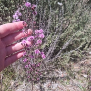 Kunzea parvifolia at Bungendore, NSW - 17 Oct 2023