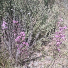 Kunzea parvifolia at Bungendore, NSW - 17 Oct 2023