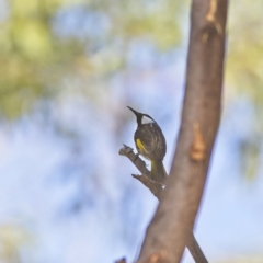 Phylidonyris niger (White-cheeked Honeyeater) at Mungo Brush, NSW - 15 Oct 2023 by Trevor