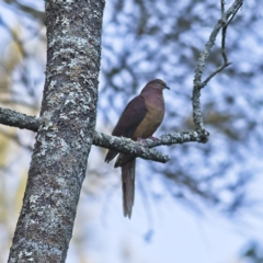 Macropygia phasianella (Brown Cuckoo-dove) at Mungo Brush, NSW - 15 Oct 2023 by Trevor